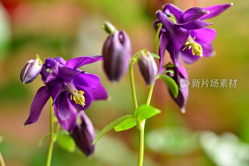 水仙花/耧斗菜花